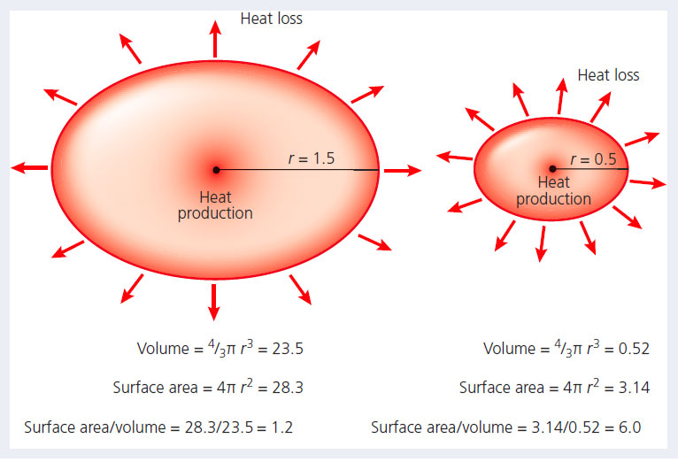 The first figure for heat production is a big horizontal oval that has a radius of 1.5. Volume = 4 over 3 pi r cubed = 23.5. Surface area = 4 pi r squared = 28.3. Surface area over volume = 28.3 over 23.5 = 1.2. The second figure for heat production is a small horizontal oval that has a radius of 0.5. Volume = 4 over 3 pi r cubed = 0.52. Surface area = 4 pi r squared = 3.14. Surface area over volume = 3.14 over 0.52 = 6.0.
