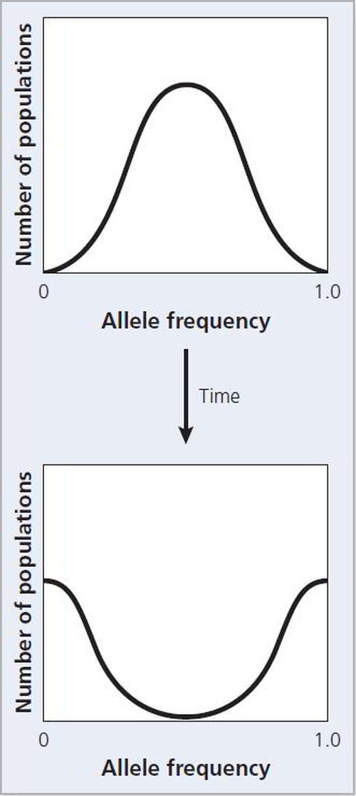 The first graph plots number of populations versus allele frequency from 0 to 1.0. The graph has a normal distribution. After a period of time, the second graph plots number of populations versus allele frequency from 0 to 1.0. The graph is now a U shape.